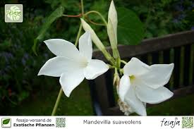 Image result for dipladenie suaveolens obrázek
