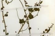 Image result for Rhynchosia nyasica