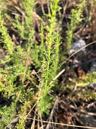 Image result for Jamesbrittenia huillana