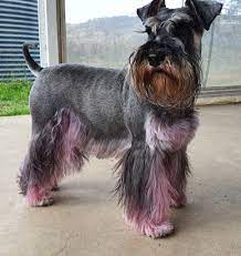 The hair of the neck, the body and the tail are shaved. Schnauzer Cuts Grooming Service Facebook
