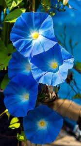 Pin By Watcharee Thiraapsornkul On Morning Glory Morning Glory Flowers Climbing Flowers Blue Morning Glory