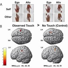 The primary somatosensory cortex is responsible for the first stage of cortical processing. Pdf Open Body Maps Primary Somatosensory Cortex Activity During Touch Observation Described With 7 Tesla Fmri