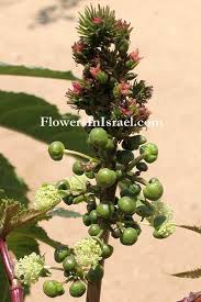 Image result for Ricinus communis