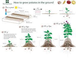 How To Grow Potatoes In The Ground Https Www Westcoastseeds Com Shop Vegetable Seeds Seed Potatoes Growing Potatoes Planting Potatoes Fall Garden Vegetables