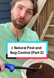Ingenious Pest Control Hacks for Wasps