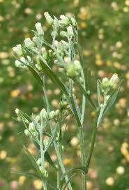 Image result for Erigeron sumatrensis