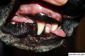 Zahnverletzungen Bei Hunden Planet Hund