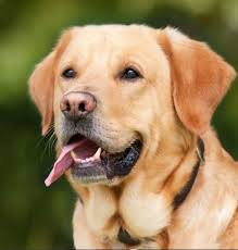 Many are disappointed the information cannot be measured in more absolute terms. Life Expectancy Of Dogs With Spleen Tumors Dog Discoveries