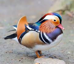 Real Animals That Look Fake Nature Post Mandarin Duck Animals Pet Birds