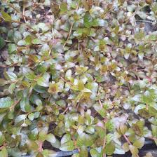 Image result for Ludwigia senegalensis