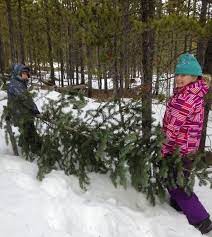 Buffalo Creek Christmas Tree Cutting 2022 Region 2 - Recreation