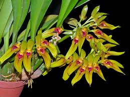 Image result for Bulbophyllum kivuense