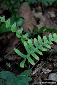 Image result for Polypodiaceae