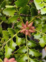 Image result for Phyllocladus trichomanoides
