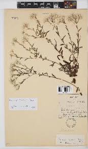 Image result for Helichrysum silvaticum