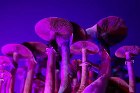 Image result for Psilocybin