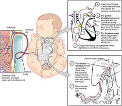 Fetal Circulation Wikipedia