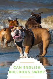 No, english bulldogs are prone to drowning and should be closely supervised with a life vest on when swimming. Can English Bulldogs Swim You Have Probably Seen The Joy Your Bulldog Feels When He Plays In The Mud Or Kiddie Pool Bulldog English Bulldog Bulldog Dog Care