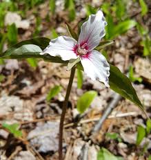 We did not find results for: Woodland Flowers Of Spring And Early Summer