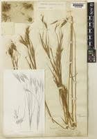 Image result for Andropogon pseudapricus