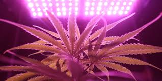 Basically, this just means turning off the red or blue diodes on the grow light. Comparison Of Hps Light Mh And Led Grow Light Tachyon Light