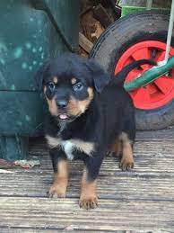 Rottweiler puppies for sale reyesgloria55. Rottweiler Puppies For Sale Lubbock Tx 110031