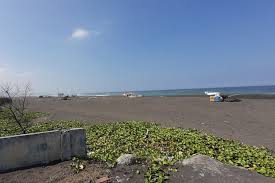 Untuk melengkapi keindahan pantai lagunanya, di sekitar pantai ditumbuhi dari jogja, lanjutkan perjalanan ke purworejo yang wajib melalui wates. Pemkab Bantul Akan Kembalikan Kejayaan Pantai Samas