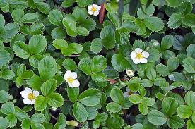 Image result for Fragaria chiloensis