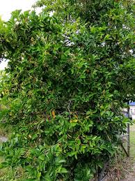 Image result for Suregada