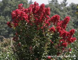 Choose a site that will receive full sun. Crape Myrtle Trees For Sale Georgia Kinsey Family Farm