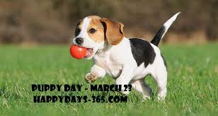 Here at morty's tv, we spend days watching the live feeds from the big brother house, watching the enjoy the live puppy cam today, march 23, from 11am to 8pm et. National Puppy Day March 23 2021 Happy Days 365