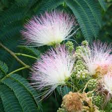 Image result for Albizia