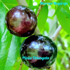 Image result for Plinia