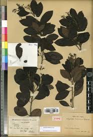 Image result for Metteniusaceae