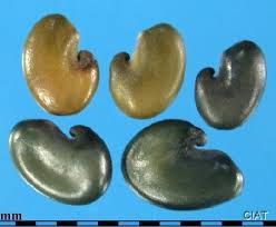 Image result for Crotalaria ephemera