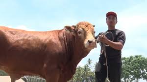 Kursus penternakan kambing anjuran seksyen ternakan ruminan, taman pertanian, universiti putra malaysia kampus bintulu sarawak. Maha 2018 Pemuda 29 Tahun Miliki 32 Lembu Hibrid Sado Youtube