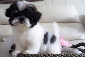 They are friendly, energetic, and full of life! Mi Ki Breeder With Puppies For Sale In South Bend In My Precious Mi Kis