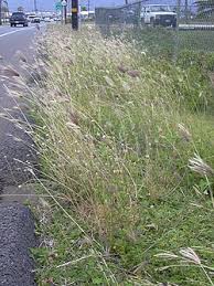 Image result for Habrochloa bullockii