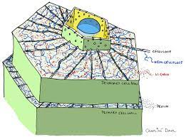 Occasionally tertiary cell wall may also be present. Secondary Cell Wall Wikipedia