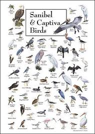 Sanibel Captiva Birds Bird Identification Charts Bird Poster Bird Identification Birds