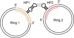 Kunstwort) ist eine nukleinsäure, die sich als polynukleotid aus einer kette von vielen nukleotiden zusammensetzt. Aufbau Von Dna Architekturen Mit Rna Haarnadelschleifen Mayer 2008 Angewandte Chemie Wiley Online Library