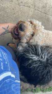 EDIT-they are home I let these guys out this morning around 6 and have been  looking for them since.