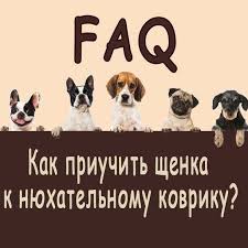 pin auf smartnose razvivayushie igrushki dlya zhivotnyh