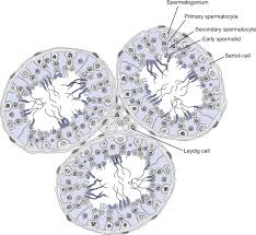 Image result for Spermacoce latituba