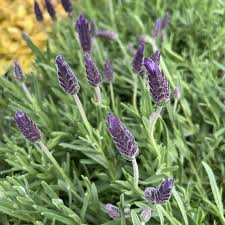 Image result for Lavandula