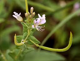 Image result for Cleome monophylla