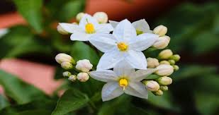 I suoi fiori a grappolo bianchi, lilla, viola oppure blu sono l'emblema di questa pianta ideale per pergole e verande. Gelsomino In Botanica Jasminum Abcsapere