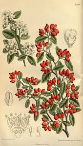 Image result for Cotoneaster pannosus