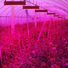 What's the best way to make a grow box? 1pcs High Power Full Spectrum 800w Double Chips Led Grow Light Aquarium Led Lighting Hydroponic Systems Indoor Grow Box Smd 5733