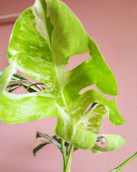 Pin On Monstera Variegata Albo